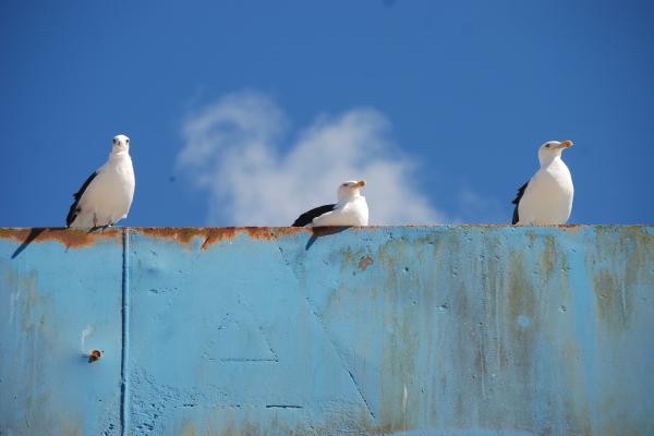 Porto de Itajaí é reconhecido nacionalmente pela gestão ambiental